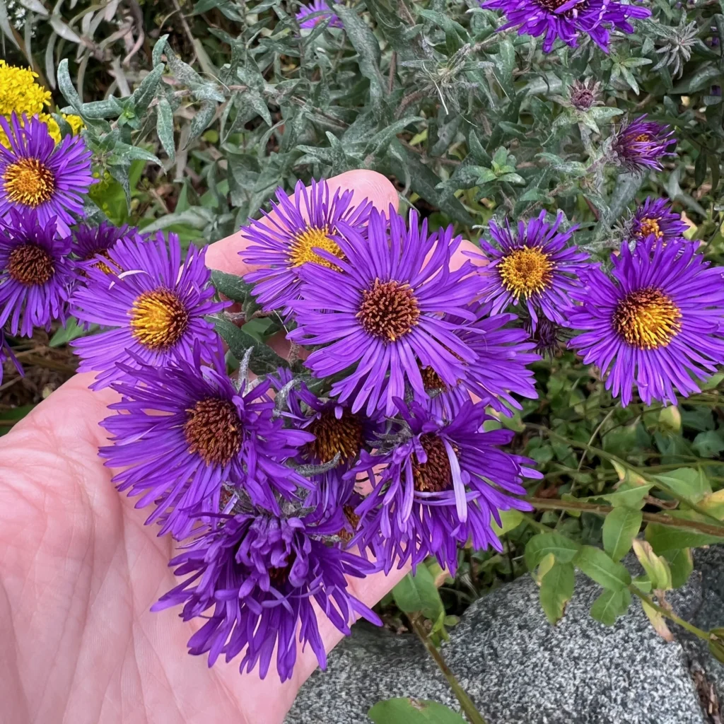 Afternoon Reset at Constellation